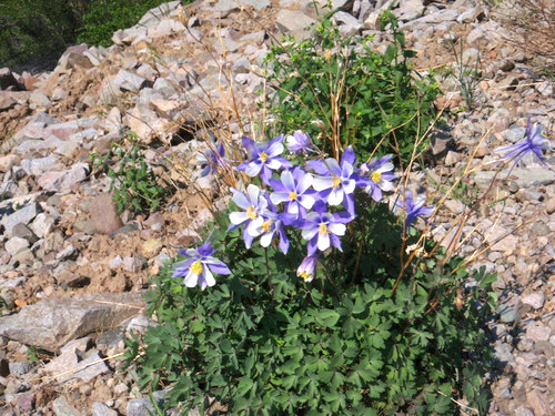 Columbine.